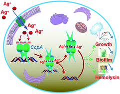 Graphical abstract: Identification of catabolite control protein A from Staphylococcus aureus as a target of silver ions