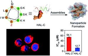 Graphical abstract: Cholesterol-directed nanoparticle assemblies based on single amino acid peptide mutations activate cellular uptake and decrease tumor volume