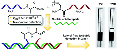 Graphical abstract: Peptide nucleic acid-templated selenocystine–selenoester ligation enables rapid miRNA detection