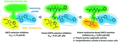Graphical abstract: Potent mechanism-based sirtuin-2-selective inhibition by an in situ-generated occupant of the substrate-binding site, “selectivity pocket” and NAD+-binding site