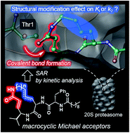 Graphical abstract: Impact of the structures of macrocyclic Michael acceptors on covalent proteasome inhibition