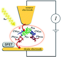 Graphical abstract: On the performance of a photosystem II reaction centre-based photocell