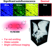 Graphical abstract: Addressing the autofluorescence issue in deep tissue imaging by two-photon microscopy: the significance of far-red emitting dyes