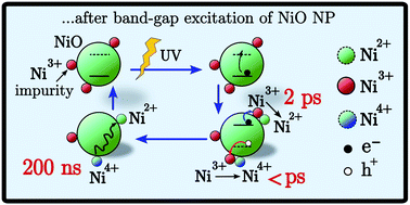 Graphical abstract: Unveiling hole trapping and surface dynamics of NiO nanoparticles