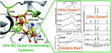 Graphical abstract: Influence of the [4Fe–4S] cluster coordinating cysteines on active site maturation and catalytic properties of C. reinhardtii [FeFe]-hydrogenase