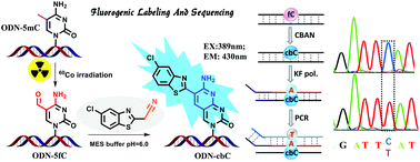 Graphical abstract: Fluorogenic labeling and single-base resolution analysis of 5-formylcytosine in DNA