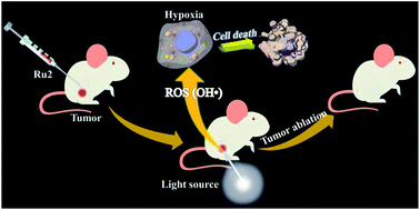 Graphical abstract: Achieving efficient photodynamic therapy under both normoxia and hypoxia using cyclometalated Ru(ii) photosensitizer through type I photochemical process