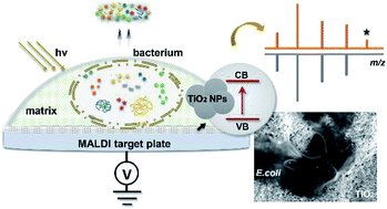 Graphical abstract: Detection of antimicrobial resistance-associated proteins by titanium dioxide-facilitated intact bacteria mass spectrometry