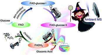Graphical abstract: FAD roles in glucose catalytic oxidation studied by multiphase flow of extractive electrospray ionization (MF-EESI) mass spectrometry