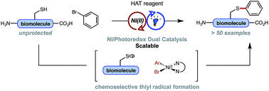 Graphical abstract: Scalable thioarylation of unprotected peptides and biomolecules under Ni/photoredox catalysis