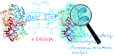 Graphical abstract: A simple route to highly active single-enzyme nanogels