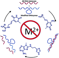 Graphical abstract: A densely modified M2+-independent DNAzyme that cleaves RNA efficiently with multiple catalytic turnover