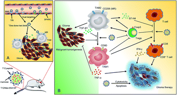 Graphical abstract: Dual-targeting biomimetic delivery for anti-glioma activity via remodeling the tumor microenvironment and directing macrophage-mediated immunotherapy