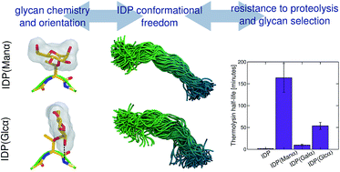 Graphical abstract: The impact of O-glycan chemistry on the stability of intrinsically disordered proteins