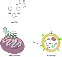 Graphical abstract: Discovery of the novel autophagy inhibitor aumitin that targets mitochondrial complex I