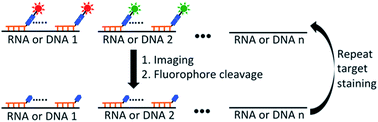 Graphical abstract: Highly multiplexed single-cell in situ RNA and DNA analysis with bioorthogonal cleavable fluorescent oligonucleotides