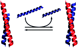 Graphical abstract: Kinetic studies on strand displacement in de novo designed parallel heterodimeric coiled coils