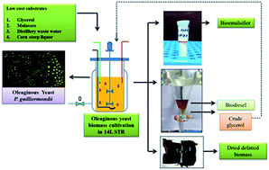 Graphical abstract: Performance evaluation of a yeast biorefinery as a sustainable model for co-production of biomass, bioemulsifier, lipid, biodiesel and animal-feed components using inexpensive raw materials