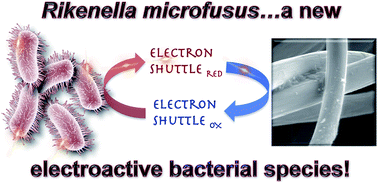 Graphical abstract: Investigating extracellular electron transfer of Rikenella microfusus: a recurring bacterium in mixed-species biofilms