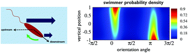 Graphical abstract: Population splitting of rodlike swimmers in Couette flow