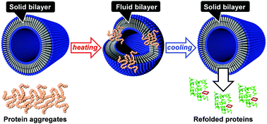 Graphical abstract: Glycolipid-based nanostructures with thermal-phase transition behavior functioning as solubilizers and refolding accelerators for protein aggregates