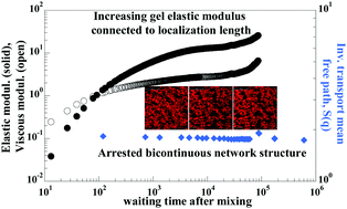 Graphical abstract: Structural arrest and dynamic localization in biocolloidal gels