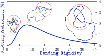 Graphical abstract: Non-monotonic knotting probability and knot length of semiflexible rings: the competing roles of entropy and bending energy