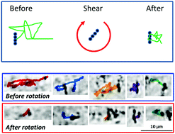 Graphical abstract: Impact of a mechanical shear stress on intracellular trafficking
