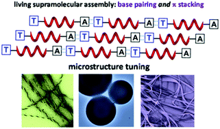 Graphical abstract: Tuning morphological architectures generated through living supramolecular assembly of a helical foldamer end-capped with two complementary nucleobases