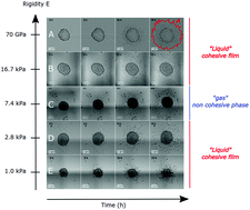 Graphical abstract: Reentrant wetting transition in the spreading of cellular aggregates