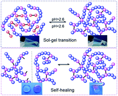 Graphical abstract: pH-Switchable and self-healable hydrogels based on ketone type acylhydrazone dynamic covalent bonds