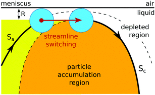Graphical abstract: Particle accumulation and depletion in a microfluidic Marangoni flow