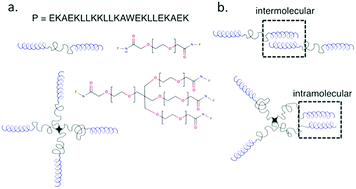 Graphical abstract: Evolution of mechanics in α-helical peptide conjugated linear- and star-block PEG