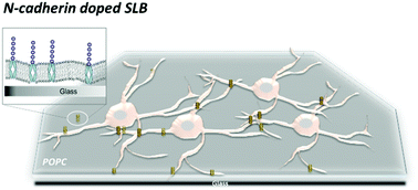 Graphical abstract: N-Cadherin modified lipid bilayers promote neural network formation and circuitry