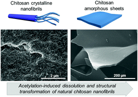 Graphical abstract: Water-soluble chitosan-derived sustainable materials: towards filaments, aerogels, microspheres, and plastics