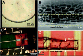 Graphical abstract: Microstructural metrology of tobacco mosaic virus nanorods during radial compression and heating
