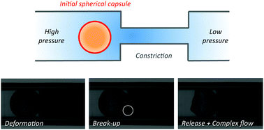 Graphical abstract: Squeezing bio-capsules into a constriction: deformation till break-up