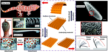 Graphical abstract: Smart biomimetic micro/nanostructures based on liquid crystal elastomers and networks