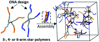 Graphical abstract: Effect of oligonucleic acid (ONA) backbone features on assembly of ONA–star polymer conjugates: a coarse-grained molecular simulation study