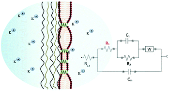 Graphical abstract: Gramicidin ion channels in a lipid bilayer supported on polyelectrolyte multilayer films: an electrochemical impedance study