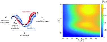 Graphical abstract: Optimal propulsion of an undulating slender body with anisotropic friction
