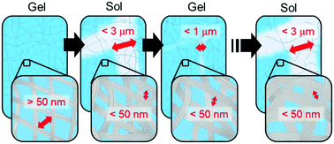 Graphical abstract: Evolution of heterogeneity accompanying sol–gel transitions in a supramolecular hydrogel
