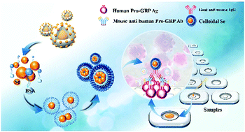 Graphical abstract: Self-assembled selenium nanoparticles and their application in the rapid diagnostic detection of small cell lung cancer biomarkers