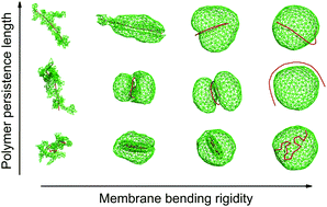 Graphical abstract: Shaping membrane vesicles by adsorption of a semiflexible polymer