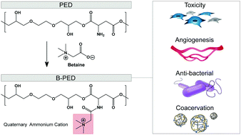 Graphical abstract: A biocompatible betaine-functionalized polycation for coacervation