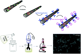 Graphical abstract: Augmenting static and dynamic mechanical strength of carbon nanotube/epoxy soft nanocomposites via modulation of purification and functionalization routes