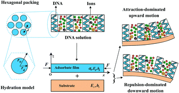 Graphical abstract: The pH-dependent elastic properties of nanoscale DNA films and the resultant bending signals for microcantilever biosensors