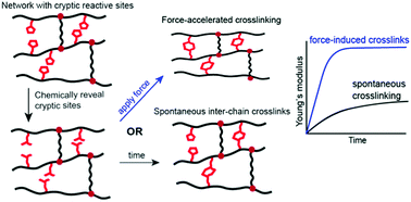Graphical abstract: Strain-stiffening gels based on latent crosslinking