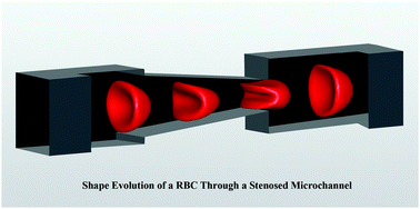 Graphical abstract: Relationship between transit time and mechanical properties of a cell through a stenosed microchannel