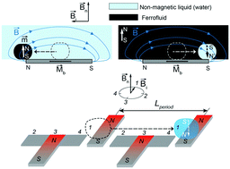Graphical abstract: Synchronous magnetic control of water droplets in bulk ferrofluid